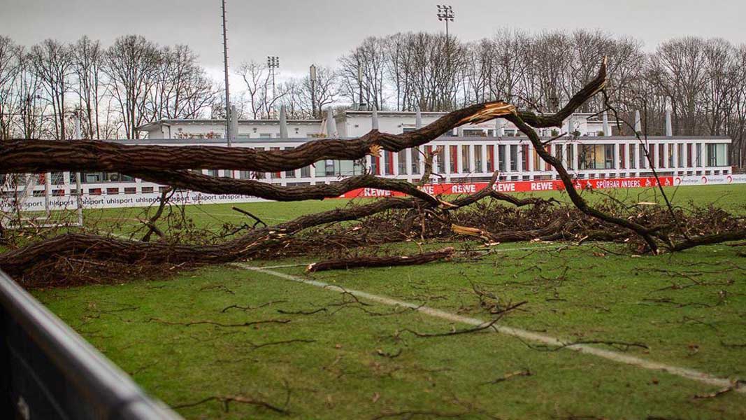 15 Meter hoher Baum umgekippt: Sturmschäden beim Effzeh
