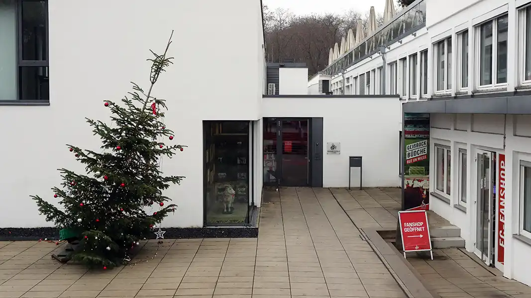 Der Weihnachtsbaum in Schieflage am Geißbockheim. (Foto: Bucco)