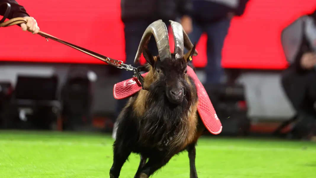 Hennes IX fehlt gegen Eintracht Braunschweig. (Foto: Bucco)